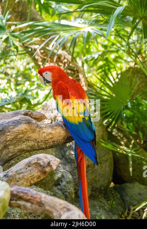 Cramoisi Macaw Ara macao , perroquet rouge, jaune et bleu assis sur la braque dans la forêt tropicale, Playa del Carmen, Riviera Maya, Yu atan, Mexique. Banque D'Images