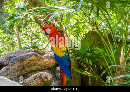 Cramoisi Macaw Ara macao , perroquet rouge, jaune et bleu assis sur la braque dans la forêt tropicale, Playa del Carmen, Riviera Maya, Yu atan, Mexique. Banque D'Images