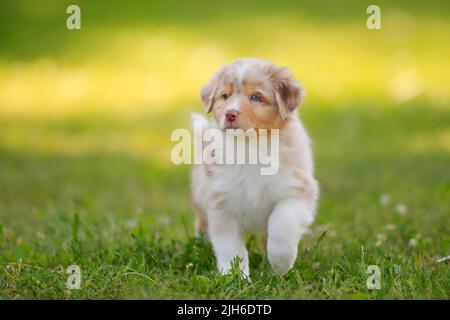 Chien domestique de berger australien (Canis lupus familiaris), chiot traversant un pré, Rhénanie-Palatinat, Allemagne Banque D'Images