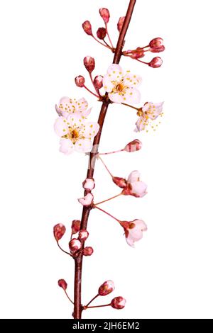 Prune de sang, myrobolane (Prunus cerasifera), rognée, fond blanc, prise de vue en studio Banque D'Images