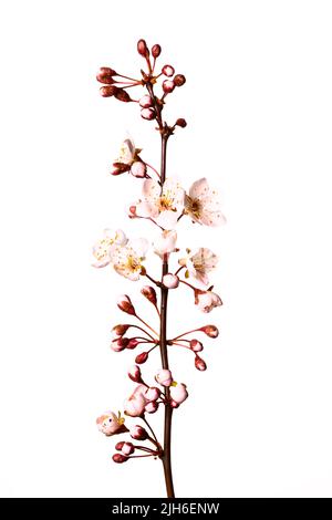 Prune de sang, myrobolane (Prunus cerasifera), rognée, fond blanc, prise de vue en studio Banque D'Images