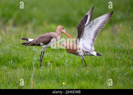 Lutte de territoire, godwit à queue noire (limosa limosa), prairie humide, Oldenburg Muensterland, Duemmer, lac Duemmer, Ochsenmoor, Lembrouch, Basse-Saxe Banque D'Images