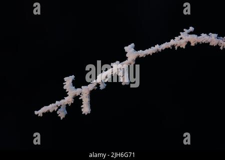 Branches avec d'épais cristaux de glace et de givre en hiver sur fond noir sur l'Alb souabe à Giengen, Baden-Wuerttemberg, Allemagne Banque D'Images