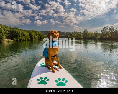 Le jeune Magyar Vizsla sur un stand-Up Paddle Board, Aare, Soleure, Suisse Banque D'Images