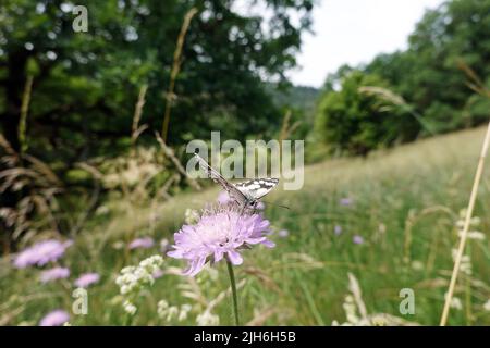 Schachbrett oder Damenbrett (Melanargia galathea) auf Acker-Witwenblume (Knautia arvensis, Syn. Scabiosa arvensis), Naturschutzgebiet Kuttenberg, Nord Banque D'Images