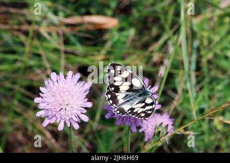 Schachbrett oder Damenbrett (Melanargia galathea) auf Acker-Witwenblume (Knautia arvensis, Syn. Scabiosa arvensis), Naturschutzgebiet Kuttenberg, Nord Banque D'Images