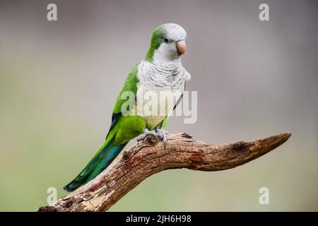 Monk parakeet, Myiopsitta monachus, dans le milieu forestier de Pampas, province de la Pampa, Patagonie, Argentine. Banque D'Images