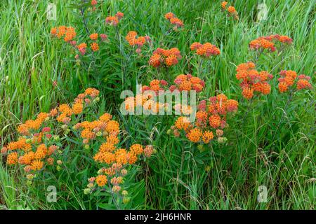 Papillon Milkweed en fleur (Asclepias tuberosa), prairie, E USA, par James D Coppinger/Dembinsky photo Assoc Banque D'Images