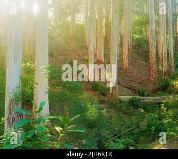 Paysage de forêt de pins et d'arbustes luxuriants dans les montagnes par une journée ensoleillée. Troncs d'arbres fins et verdure dans une scène de nature isolée. Tourisme ou randonnée Banque D'Images