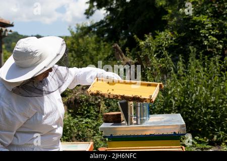 Les apiculteurs de sexe féminin inspectent le cadre de la ruche lors d'une journée d'été ensoleillée dans un apiaire. Concept d'apiculture. Gros plan, mise au point sélective Banque D'Images