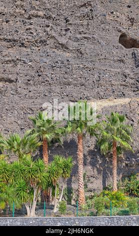 Palmiers alignés sur un mur de pierre ou une montagne. Vue sur les plantes de noix de coco tropicales et les arbustes luxuriants plantés à l'extérieur dans un jardin. Magnifique Banque D'Images