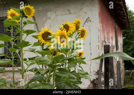 De beaux tournesols dans le jardin et un vieux mur de maison en arrière-plan lors d'une journée ensoleillée d'été dans le village. Gros plan, mise au point sélective Banque D'Images