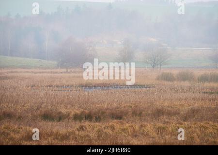 Vue sur le paysage des marécages d'automne ou marécages mystiques avec brouillard ou brouillard le matin, séchage en raison du changement climatique et du réchauffement de la planète. Arrière-plan de Banque D'Images