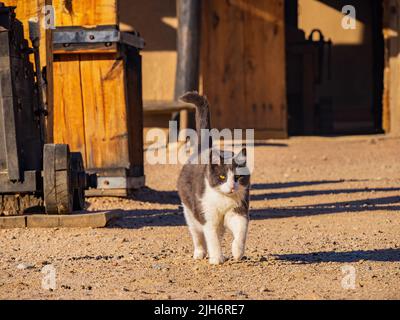 Gros plan de chat gris et blanc mignon dans le site historique national de Bent's Old fort au Colorado Banque D'Images
