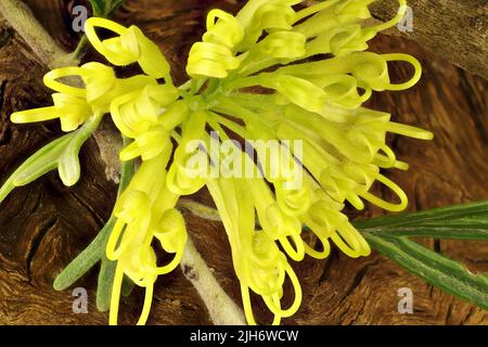 Inflorescence isolée de Grevillea 'Lemon Supreme' sur la tige avec le feuillage Banque D'Images