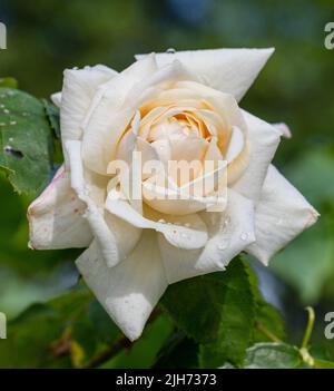 'Ilse Krohn Superior' Climbing Rose, Klätterros (Rosa) Banque D'Images