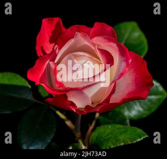 Rose de thé hybride 'nostalgie', téhybridros (Rosa) Banque D'Images