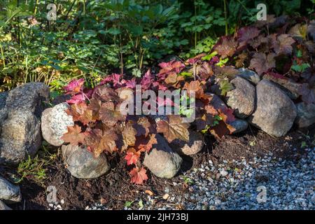 'Palace Purple' alun à petites feuilles, Småblommig alunrot racine (Heuchera micrantha) Banque D'Images