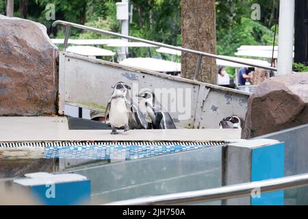 Photo du pingouin dans le zoo Banque D'Images