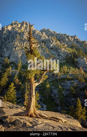 Un pin solitaire enraciné dans une dalle de granit le long du sentier Eagle Falls au-dessus du lac Tahoe d'Emerald Bay