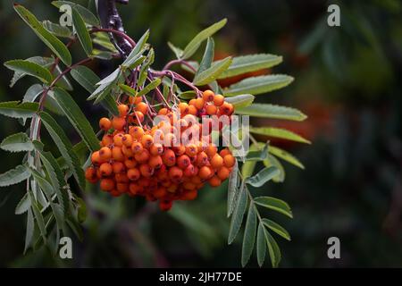 Mûrissement des baies d'un arbre de Rowan (Sorbus aucuparia) en été Banque D'Images