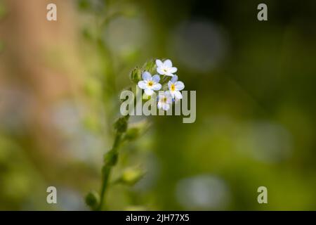 Fleur Forget-Me-Not / Myosotis sp Banque D'Images