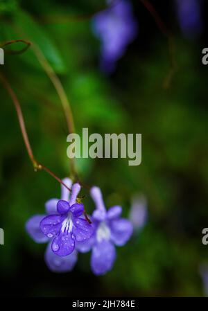 Image de fleur pourpre, connue sous le nom de Melastomes, avec arrière-plan flou et mise au point sur les beaux pétales. Banque D'Images