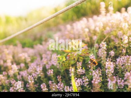 une abeille perchée sur une fleur de lavande dans un jardin. La mise au point de la photo à l'abeille au premier plan et l'arrière-plan est flou. Banque D'Images