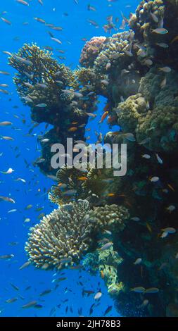 Les poissons tropicaux colorés nachent sur le récif de corail sur fond bleu. La vie sous-marine dans l'océan. Chrome arabe (Chromis flavaxilla) et LyRetail A Banque D'Images