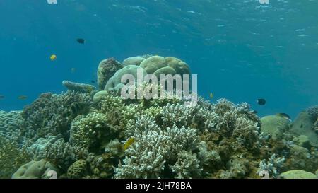 Poissons tropicaux colorés et magnifique récif de corail sur fond bleu. La vie sous-marine sur le récif de corail dans l'océan. Mer rouge, Égypte Banque D'Images