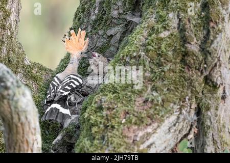 Temps d'alimentation pour le hoopoe eurasien (Upupa epops) Banque D'Images