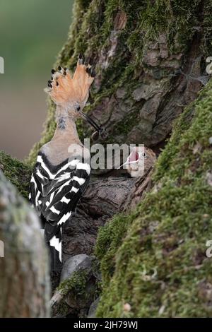 Temps d'alimentation pour le hoopoe eurasien (Upupa epops) Banque D'Images