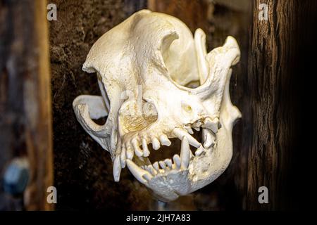 Crâne de chien sur une table rustique en bois. Photo de haute qualité Banque D'Images