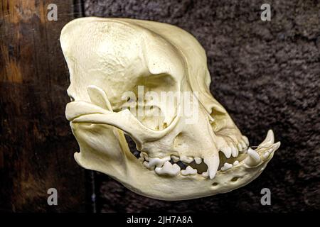 Crâne de chien sur une table rustique en bois. Photo de haute qualité Banque D'Images