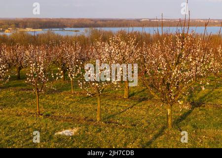 Verger d'abricots en fleurs près de Slup, Moravie du Sud, République tchèque Banque D'Images