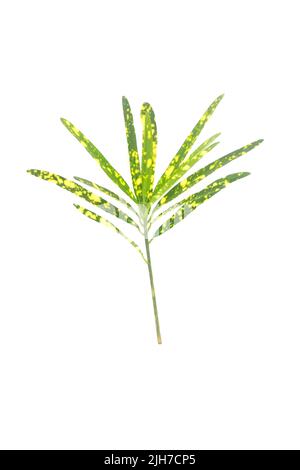 Poussière d'or jaune et vert croton tige de coupe et feuilles isolées sur fond blanc. Végétation tropicale ornementale pour bouquet Banque D'Images