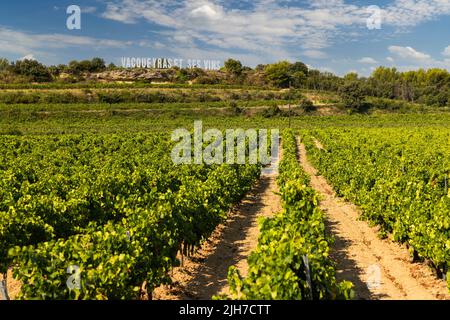 Vignoble typique près de Vacqueyras, Côtes du Rhône, France Banque D'Images