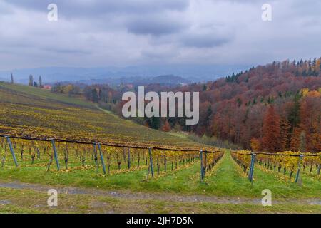 Les plus hauts vignobles d'Autriche près du village Kitzeck im Sausal, Styrie, Autriche Banque D'Images