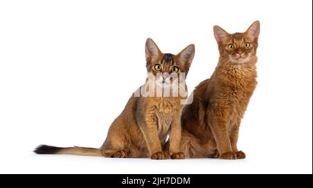 Des chatons somaliens de chat de Ruddy et de sorrel, assis ensemble. En regardant vers l'appareil photo. Isolé sur un fond blanc. Banque D'Images