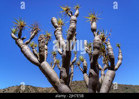 Étrange arbre appelé Draco typique des îles Canaries, avec le ciel bleu sur le fond. Grande Canarie. Espagne. Banque D'Images