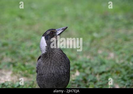 Gros plan d'un jeune magpie australienne avec sa tête tournée vers la gauche et inclinée vers le haut, le bec de l'oiseau légèrement sale Banque D'Images