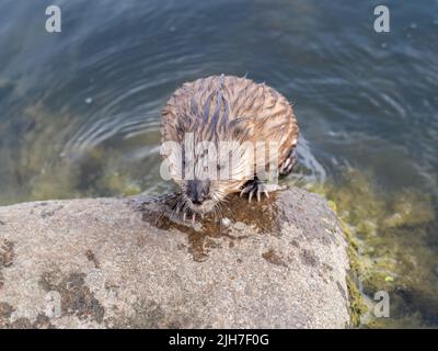 Animal sauvage Muskrat, Ondatra zibethicuseats, se trouve sur la rive de la rivière. Rat musqué, Ondatra zibethicus, rongeur d'eau dans l'habitat naturel. Banque D'Images