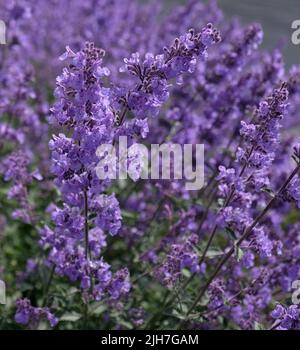 Gros plan de la sauge à fleurs violettes (Salvia nemorosa). Fleurs de la Salvia bleue (salvia farinacea) plantes ornementales dans le jardin. Banque D'Images