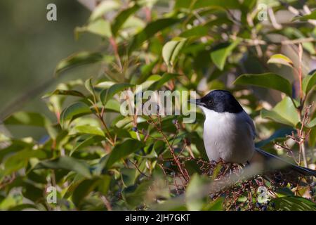 Un magpie ailé d'azur (Cyanopica cyanus) dans les arbres du parc Izumi no Mori, Kanagawa, Japon. Banque D'Images