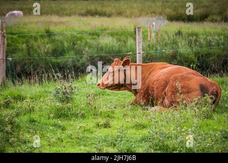 Vache brune assise dans un paysage d'herbe verte au cœur du Lake District Banque D'Images