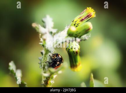 Coccinelle rouge (lat. Coccinellidae) sur une fleur de pissenlit. Banque D'Images