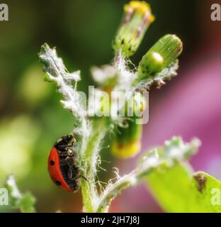 Coccinelle rouge (lat. Coccinellidae) sur une fleur de pissenlit. Banque D'Images