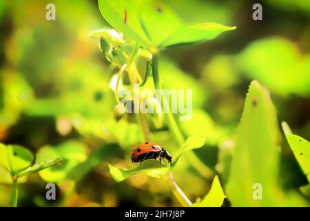 Coccinelle rouge (lat. Coccinellidae) sur une fleur de pissenlit. Banque D'Images