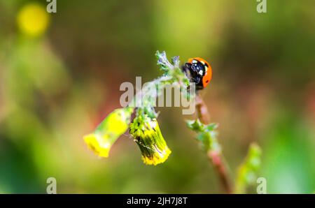 Coccinelle rouge (lat. Coccinellidae) sur une fleur de pissenlit. Banque D'Images