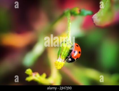 Coccinelle rouge (lat. Coccinellidae) sur une fleur de pissenlit. Banque D'Images